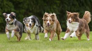 <p>42. Civilized nations are like hunting-dogs</p>