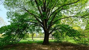<p>34. My Tree</p>