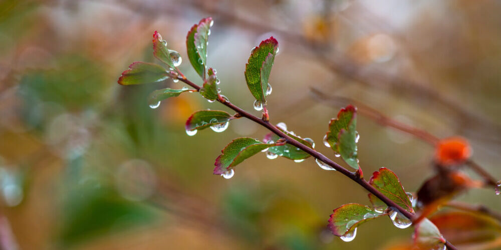 <p>224. Words spoken by droplets and leaves</p>