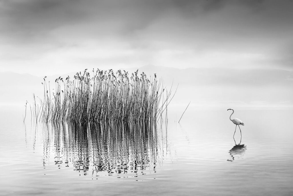 Poem Image